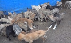 Şanlıurfa’da 20 Bin Sokak Hayvanı Bakımevlerine Alındı