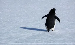 Nihilist penguen nerde yaşıyor, olayı nedir, neden öldü?