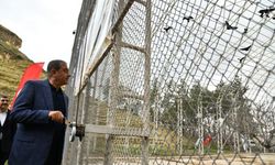 Kelaynaklar Doğaya Salındı