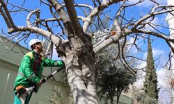 Şanlıurfa Karaköprü’de Ağaç Budama ve Bakım Seferberliği Başladı!