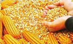 Ceylanpınar’da 13 Bin Tonluk Mısır Satışı! İhale 9 Mart’ta