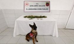 Şanlıurfa Birecik’te Narkotik Operasyonu!