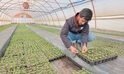 Şanlıurfa Büyükşehir Belediyesi 2026 Sezonu İçin Çiçek Üretiyor!