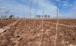 Şanlıurfa’nın Yeşil Dokusu Çınar Fidanlarıyla Güçleniyor