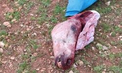 Şanlıurfa’da Yol Kenarında Dehşet Veren Görüntü!