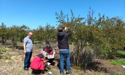 Şanlıurfa'da Nar Bahçelerinde Denetim!