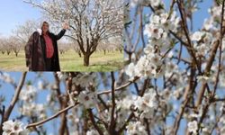 Şanlıurfa Badem Üretiminde Liderliğe Koşuyor!