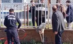 Şanlıurfa Suruç’ta Demire Sıkışan Köpek İtfaiye Tarafından Kurtarıldı!