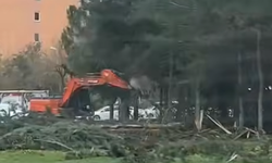 Şanlıurfa’da Ağaçlara Zarar Veren Belediye Personeline Soruşturma Başlatıldı!