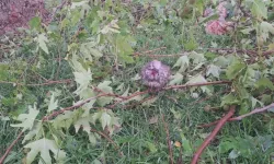 Şanlıurfa Birecik’te Sel Felaketi Doğayı da Vurdu