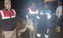 Şanlıurfa’da Büyükbaş Hayvan Olayında Şüpheliler Yakalandı