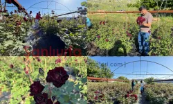 Şanlıurfa’nın Gizemli Çiçeği Karagül Turistlerin Gözdesi Oldu!