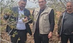 Şanlıurfa’da Dolu Felaketi Fıstık Bahçelerini Vurdu!
