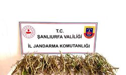 Şanlıurfa’da 3 Kişi Fıstık Hırsızlığında Suçüstü Yakalandı!