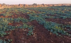 Şanlıurfa’nın Coğrafi İşaretli Lezzeti Şelengoda Hasat Başladı