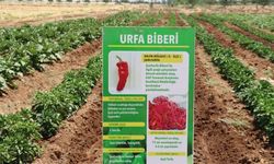 Şanlıurfa Büyükşehir Belediyesi 470 aileye ücretsiz ata tohumu dağıttı