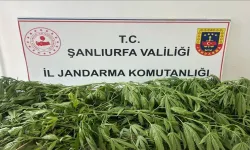 Suruç'ta Uyuşturucu Operasyonu! Evinden Kenevir Fışkırdı