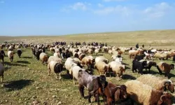 Hayvancılıkta yeni dönem: Büyükbaş hayvanlara dijital kimlik