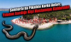 Şanlıurfa'da Piknik Alanında Yılan Paniği: Bir Kişi Hastanelik Oldu