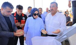 Bozova’da Sezonun İlk Fıstık Hasadı Gerçekleştirildi