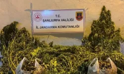 Eyyübiye’de Jandarmadan Uyuşturucu Operasyonu: 1 Şüpheli Gözaltında