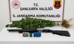 Halfeti’de Jandarmadan Kenevir Operasyonu: 3 Kök Kenevir Ele Geçirildi