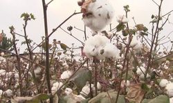 Şanlıurfa’nın Pamuk Üretimindeki Öncü Rolüne Dikkat Çekildi