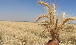 Şanlıurfa Zahireciler Pazarı’nda Güncel Fiyatlar Açıklandı