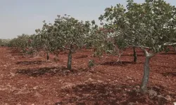 Şanlıurfa’da Fıstık İşçisinin 2026 Yevmiyesi Açıklandı
