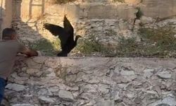 Şanlıurfa’da Kelaynaklar İçin Koruma Çalışmaları Sürüyor