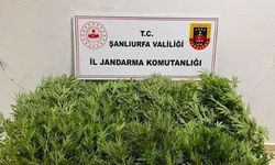Şanlıurfa’da Yasa Dışı Kenevir Operasyonu: 2 Gözaltı