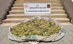Şanlıurfa’da Fıstık Bahçesinde Yakalandılar: Üzerlerinden 380 Kilo Çıktı