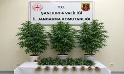 Şanlıurfa’da Yasa Dışı Kenevir Operasyonu: 13 Kök Ele Geçirildi