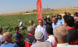 Şanlıurfa’da pamuk üreticilerine yönelik tarla okulu düzenlendi