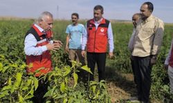 Şanlıurfa’da patlıcan hasadında üretici ve uzmanlar bir araya geldi
