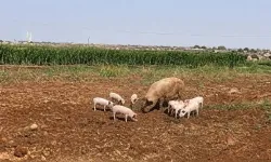 Şanlıurfa'da Tarım Arazilerinde Domuz Ve Yavruları Görüldü