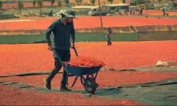 Şanlıurfa’da Tescilli Biber İsota Dönüşüyor