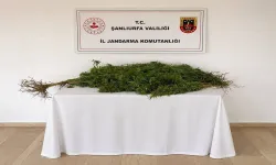 Şanlıurfa’da Yasa Dışı Kenevir Operasyonu: 1 Gözaltı