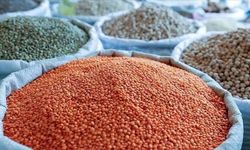 Ceylanpınar Tarım İşletmesi 10 Parti Mercimek İçin İhaleye Çıkıyor
