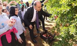 Şanlıurfa’da 2. Nar Festivali Heyecanı: Başkan Nihat Çiftçi Hasada Katıldı