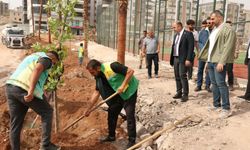 Şanlıurfa’da Karaköprü’nün Yeşil Geleceği İçin Çalışmalar Sürüyor