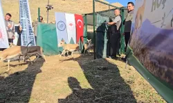 Şanlıurfa’da Yetiştirilen 50 Ceylan Batman’da Doğaya Salındı