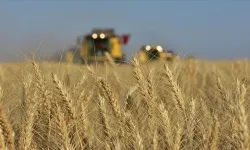 Şanlıurfa’da Buğday, Arpa Ve Mısır Fiyatlarında Son Durum Belli Oldu