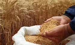 Ceylanpınar Tarım İşletmesi 15 Bin Tonun Üzerinde Buğday Satacak
