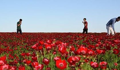 Şak Şakoları renk cümbüşü oluşturuyor