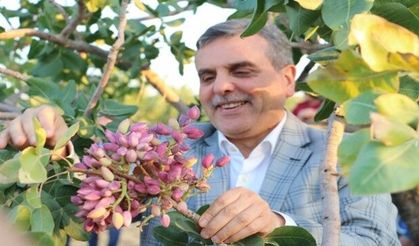 Fıstığın Ana Vatanı Şanlıurfa'dır