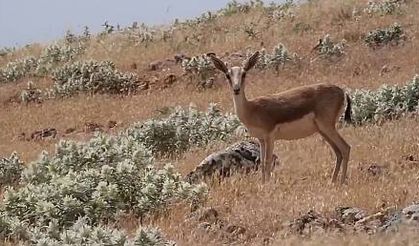 Meşhur Urfa Ceylanı-Şanlıurfa 63 TV