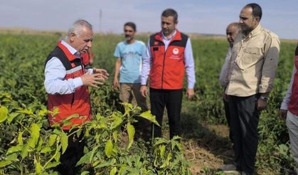 Şanlıurfa’da patlıcan hasadında üretici ve uzmanlar bir araya geldi