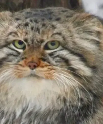 Pallas kedisi öldü mü neden?