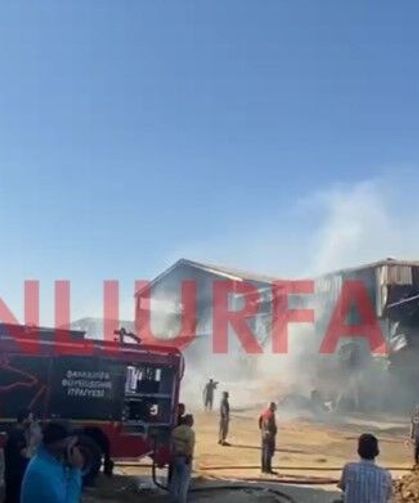 Şanlıurfa'da Besi Tesisinde Korkutan Yangın!